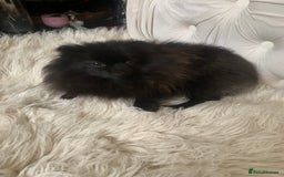 Pomeranian dogs for sale: Beautiful Tiny Pomeranian Girl  - Image 1