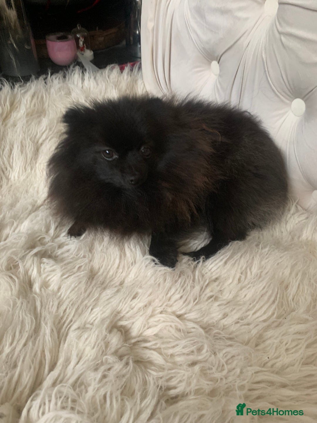 Pomeranian dogs for sale: Beautiful Tiny Pomeranian Girl  - Image 1