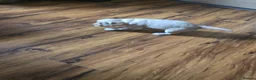 Cockapoo dogs for sale: Stunning homebred cockapoos - Advert 36
