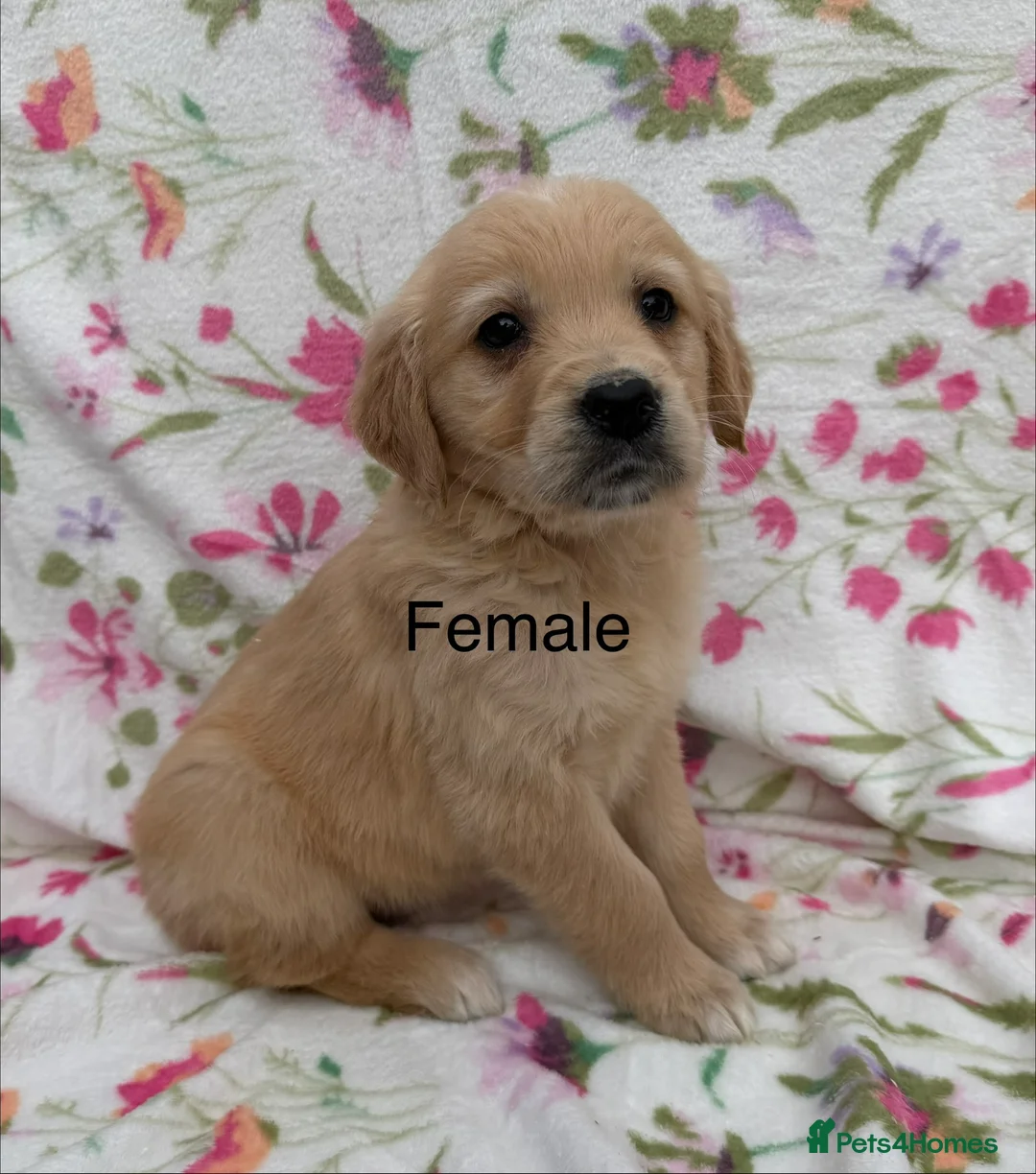 Golden Retriever dogs for sale: Fully health tested golden retriever puppies - Advert 4