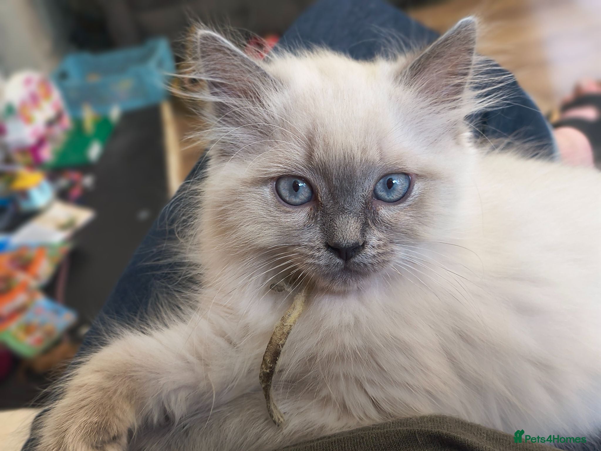 Ragdoll cats Perdolls  - Advert 1