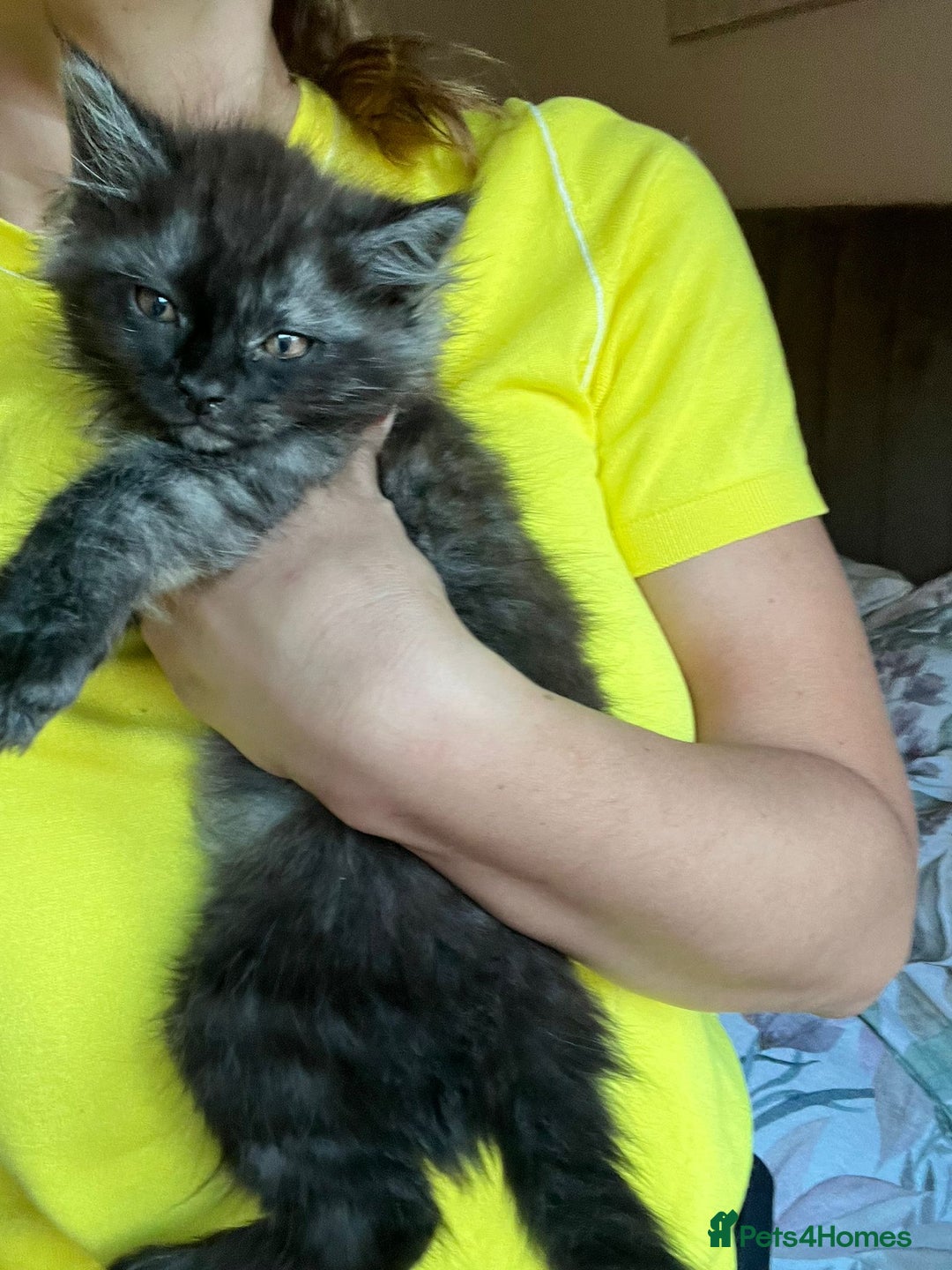 Maine Coon cats for sale: Tiny Tigers, Maine Coon Kittens for Sale - Advert 7