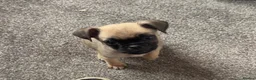 Puggle dogs for sale: Puggle puppies for sale  - Advert 2