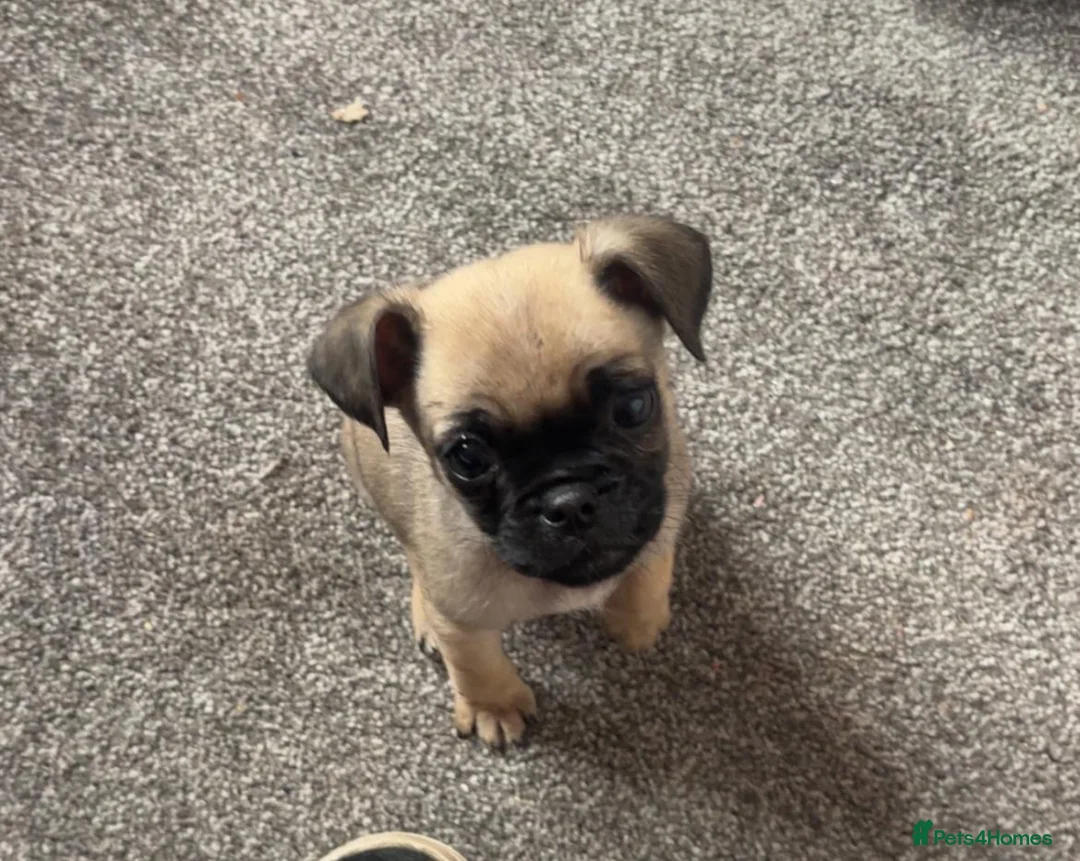 Puggle dogs for sale: Puggle puppies for sale  - Advert 2