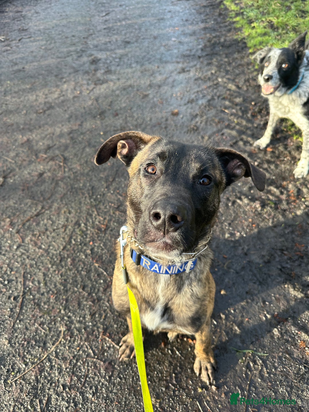 Mixed Breed dogs for sale: Joey - 8m old BullHerder - Advert 1