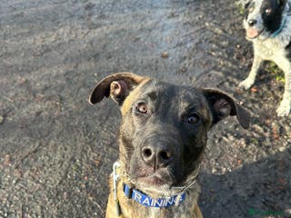 Mixed Breed dogs Joey - 8m old BullHerder - Advert 1
