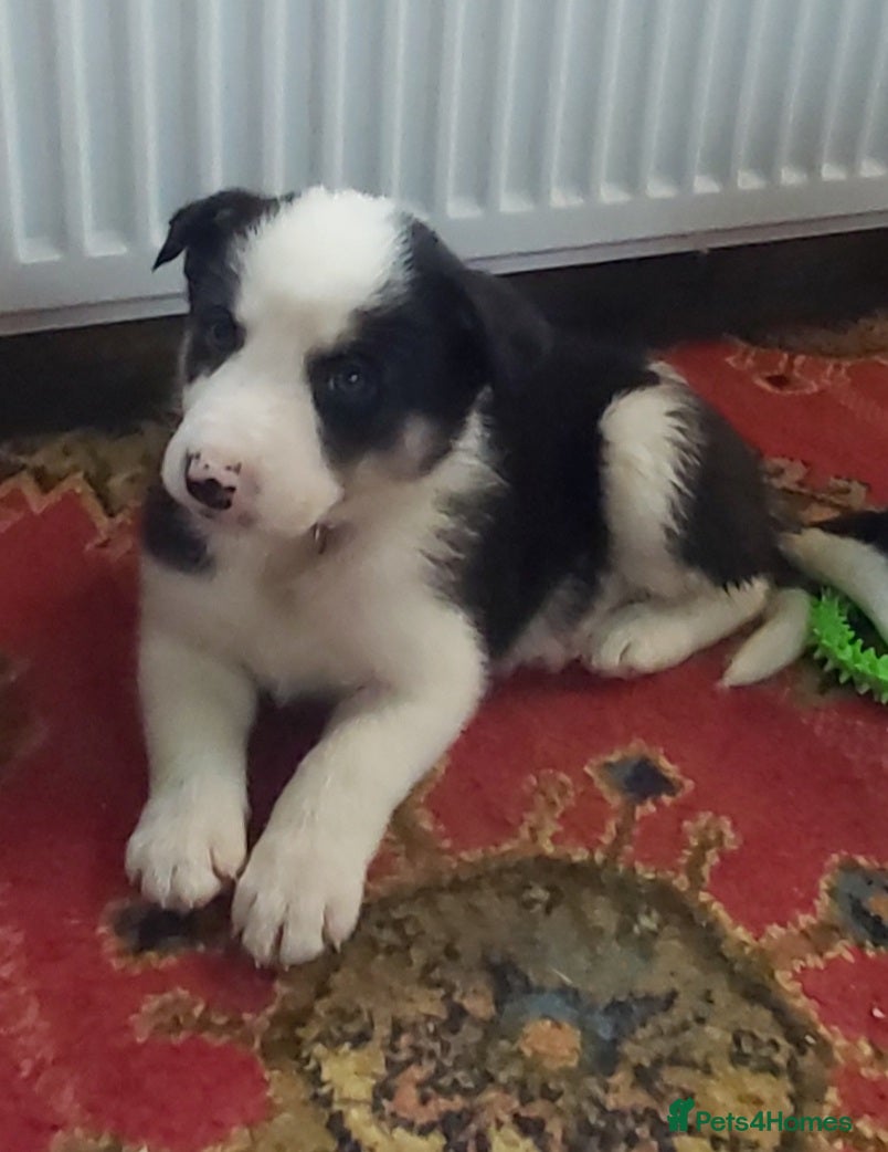 Border Collie dogs Beautiful Tri Coloured Border Collie Puppies - Advert 2