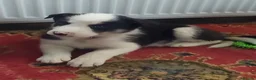 Border Collie dogs for sale: Beautiful Tri Coloured Border Collie Puppies - Advert 7