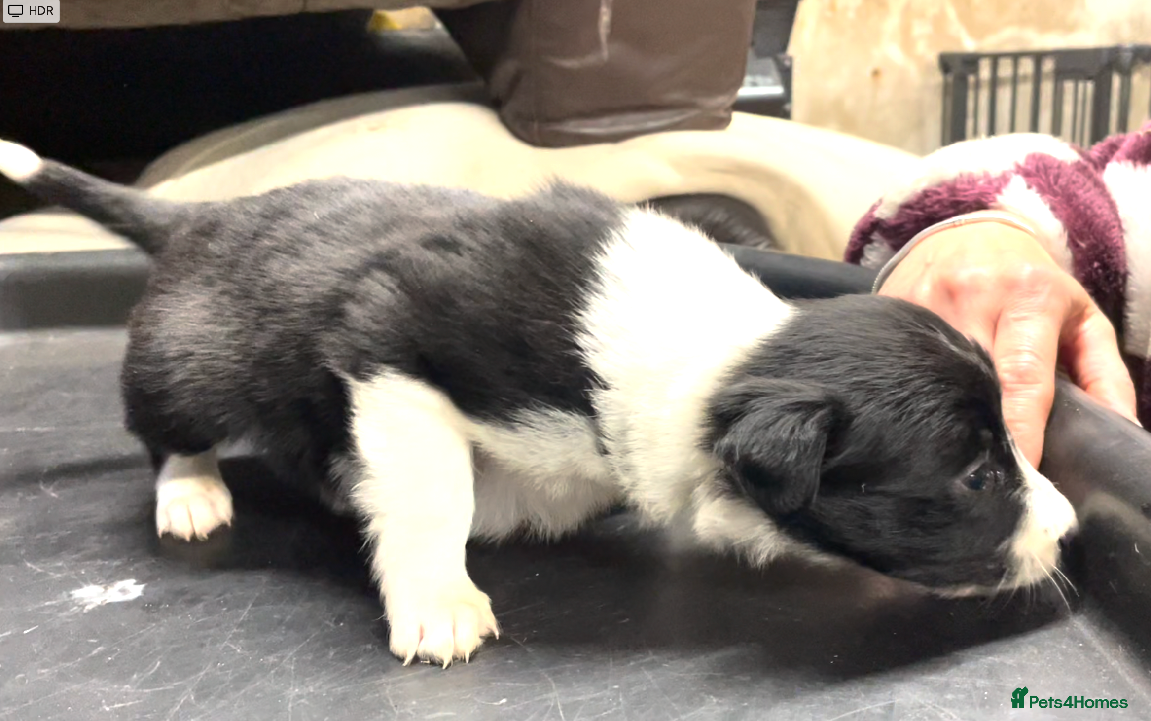 Border Collie dogs Beautiful Border Collie Puppies in Grassington - Advert 2