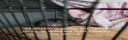 Chinchilla rodents for sale: Various chins for sale  - Advert 6