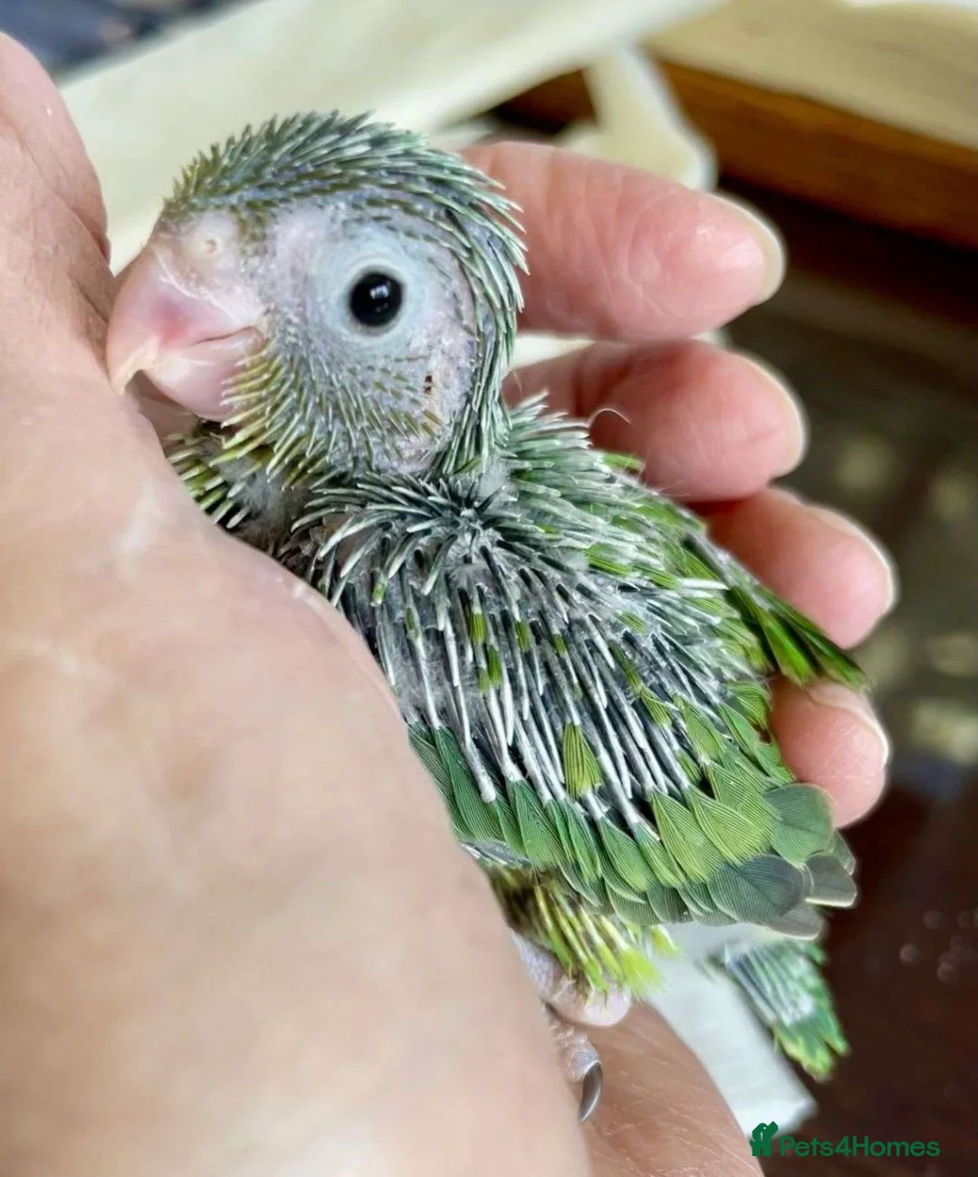 Parrots birds for sale: Blue and yellow partotlett in Lutterworth - Advert 2