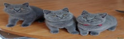 British Shorthair cats for sale: Gccf Non Active GCCF Active Male Blood. B  - Advert 7