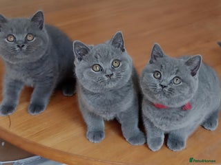 British Shorthair cats - Advert 35