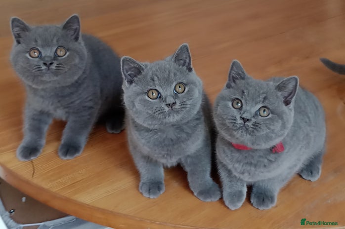 British Shorthair cats - Advert 4