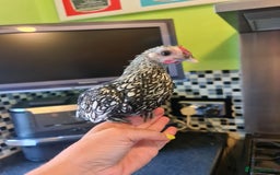 Chickens poultry for sale: Silver sebright bantam - Image 3