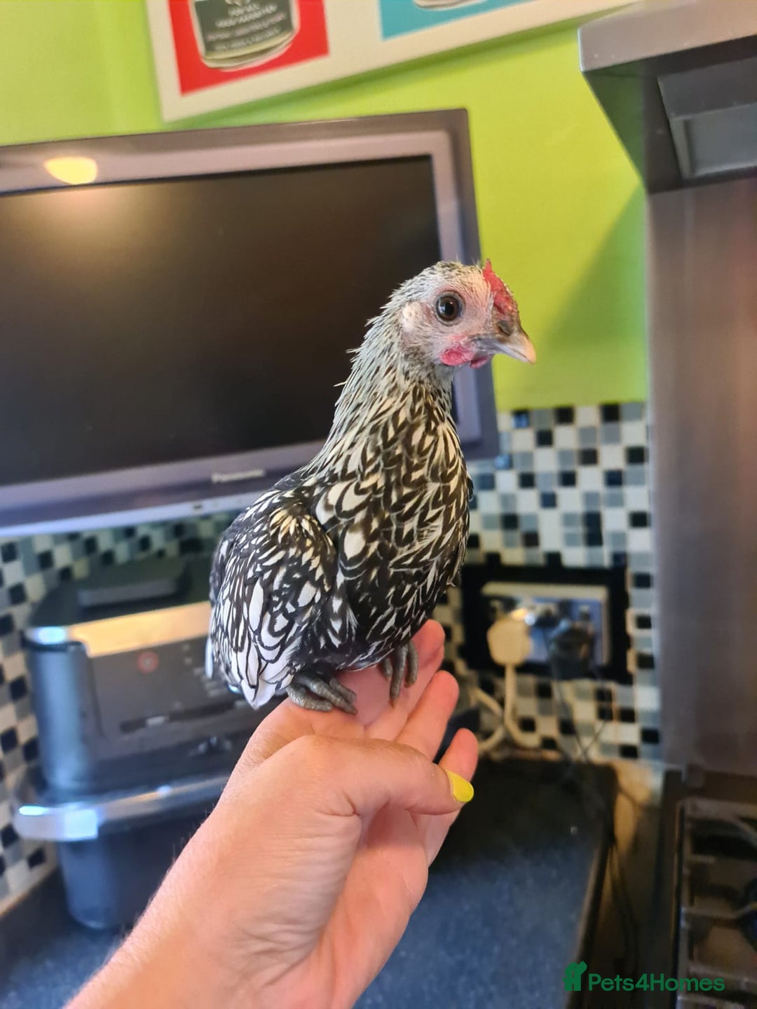 Chickens poultry for sale: Silver sebright bantam - Image 3