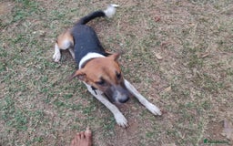 Mixed Breed dogs for sale: Looking for a loving home for one of our 2 Pups! - Image 13