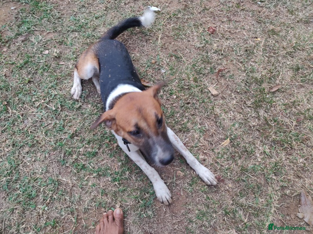 Mixed Breed dogs for sale: Looking for a loving home for one of our 2 Pups! - Image 13