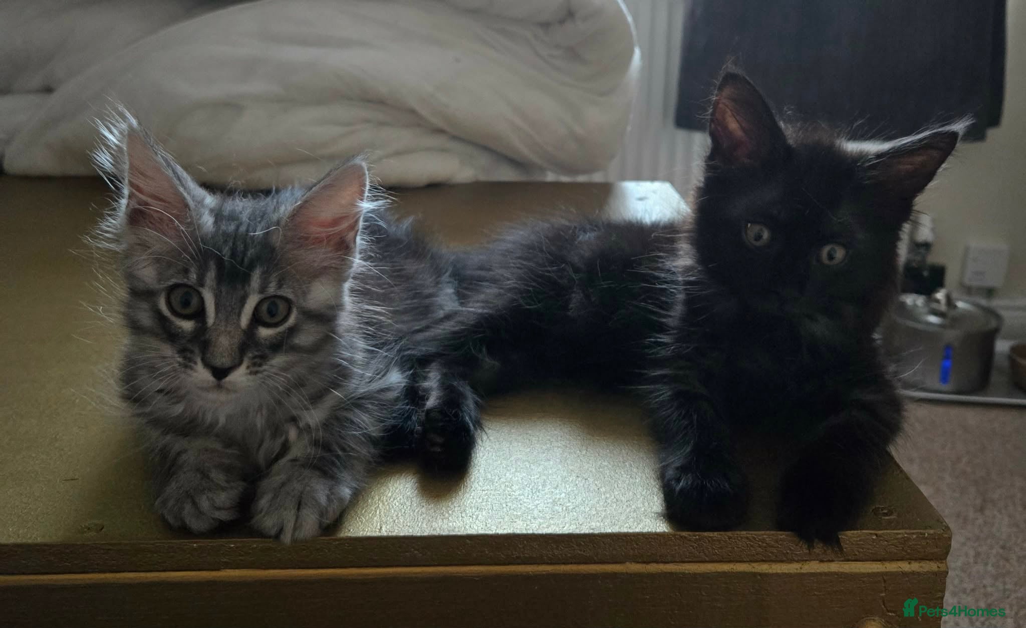 Maine Coon cats 3 Maine Coon kittens. - Advert 7