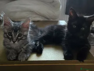 Maine Coon cats 3 Maine Coon kittens. - Advert 7