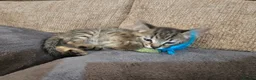 Mixed Breed cats for sale: Adorable Grey kittens for sale  - Advert 35