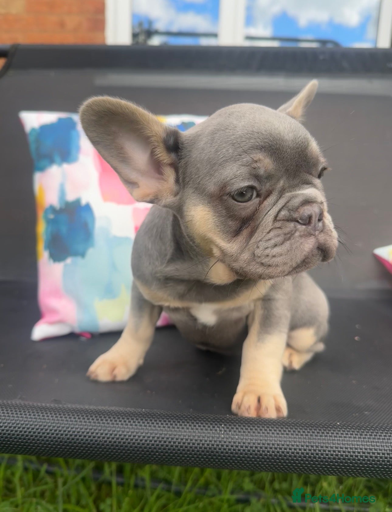 French Bulldog dogs for sale: Frenchie Puppies Ready to go now  in Halesowen - Advert 10