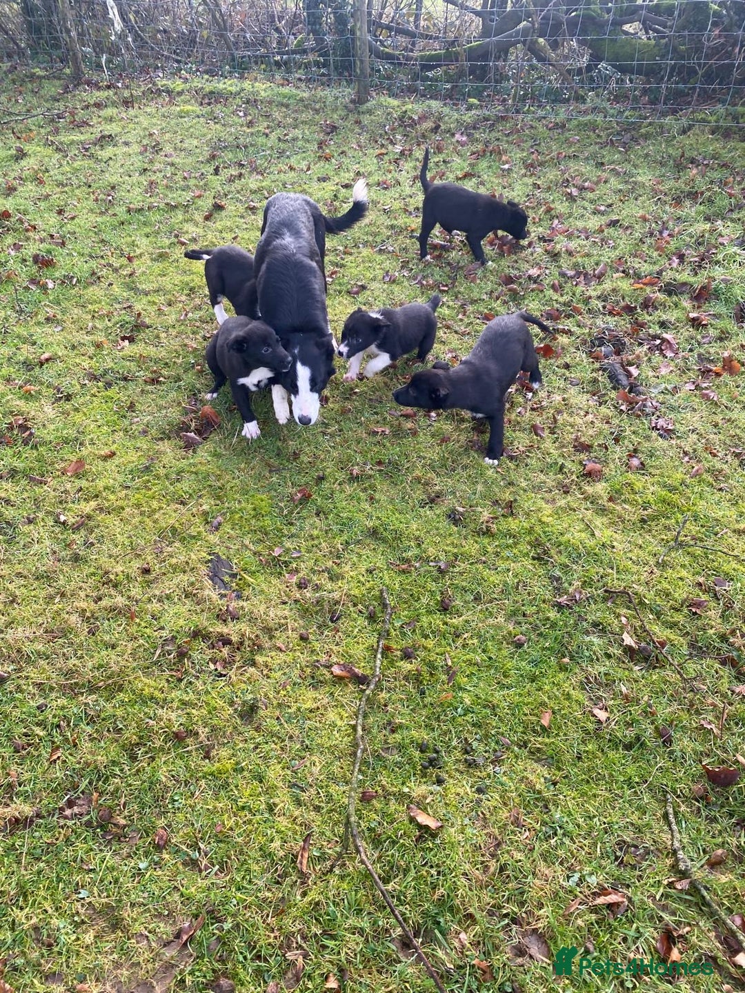 Mixed Breed dogs for sale: Beautiful Kelpie X Border Collie Puppies For Sale - Advert 11