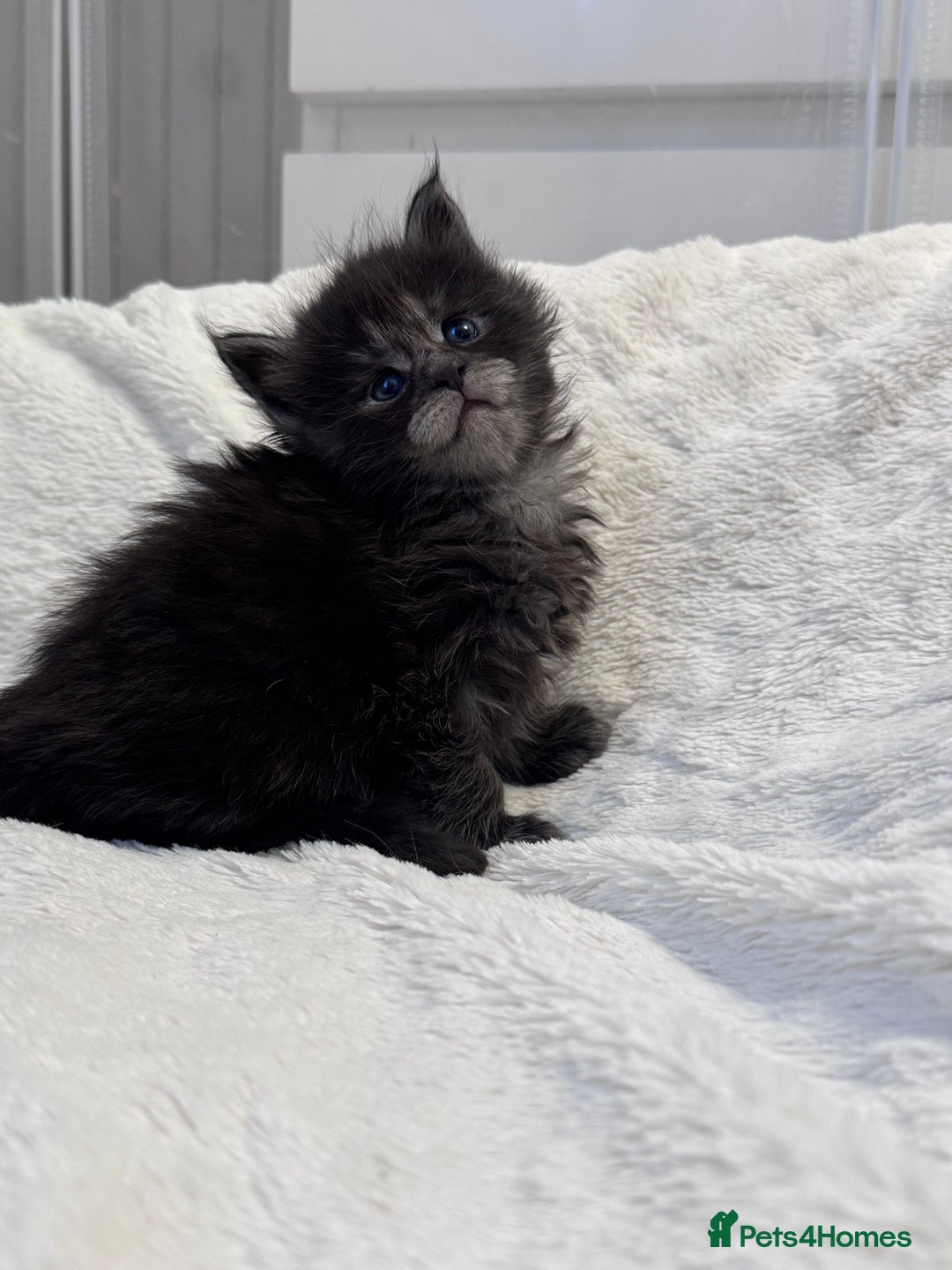 Maine Coon cats for sale: 🌟🌟Beautiful  Maine Coon kittens 🌟🌟🌟 - Advert 7