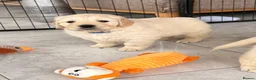 Golden Retriever dogs for sale: Kc registered Fully health tested parents  - Advert 3