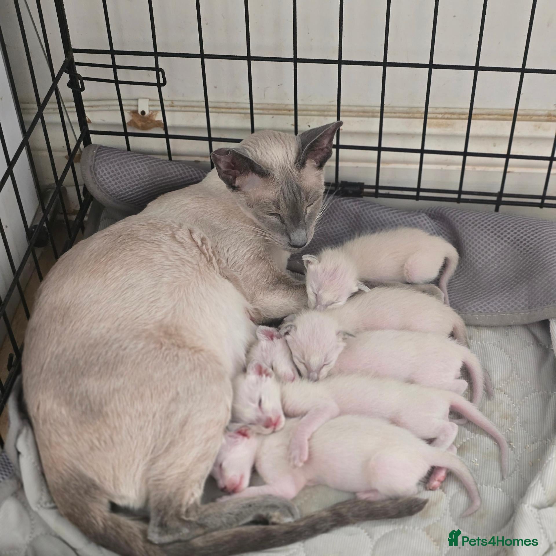 Siamese cats Adorable siamese kittens. - Advert 2