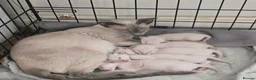 Siamese cats for sale: Adorable siamese kittens. in Blackwood - Advert 2