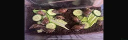 Mixed Breed reptiles for sale: Giant African Land snails  in Herne Bay - Advert 5
