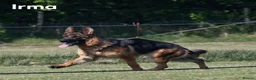 German Shepherd dogs for sale: KC Registered German Shepherd Pups - Advert 2