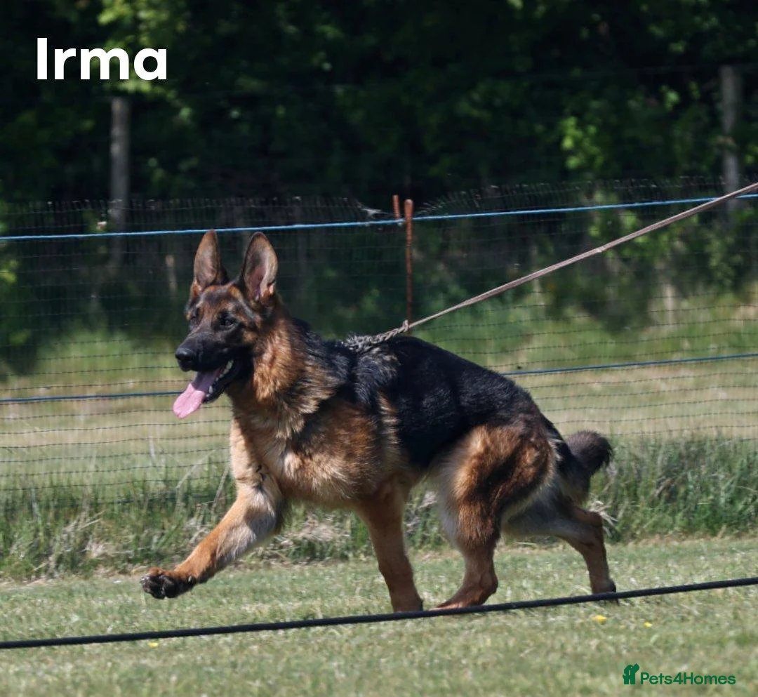 German Shepherd dogs for sale: KC Registered German Shepherd Pups - Advert 2