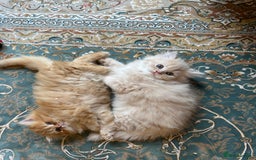 Persian cats for sale: Chinchilla kittens  - Image 12