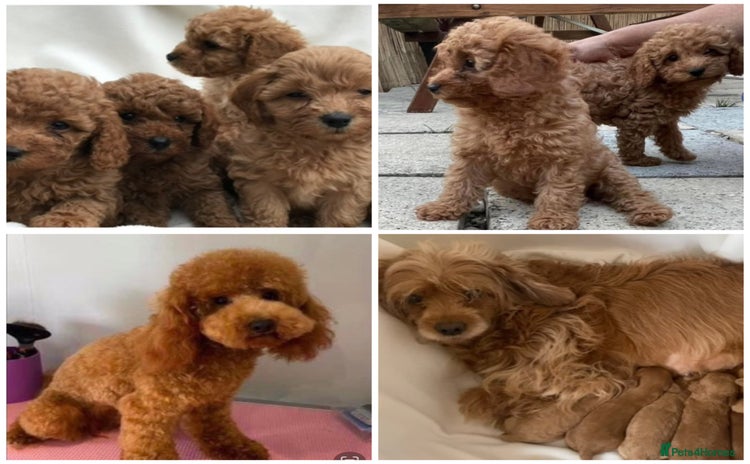 Cavapoo dogs - Advert 18