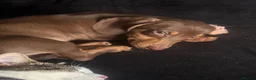 Dachshund dogs for sale: 1 female dashcund - Advert 6