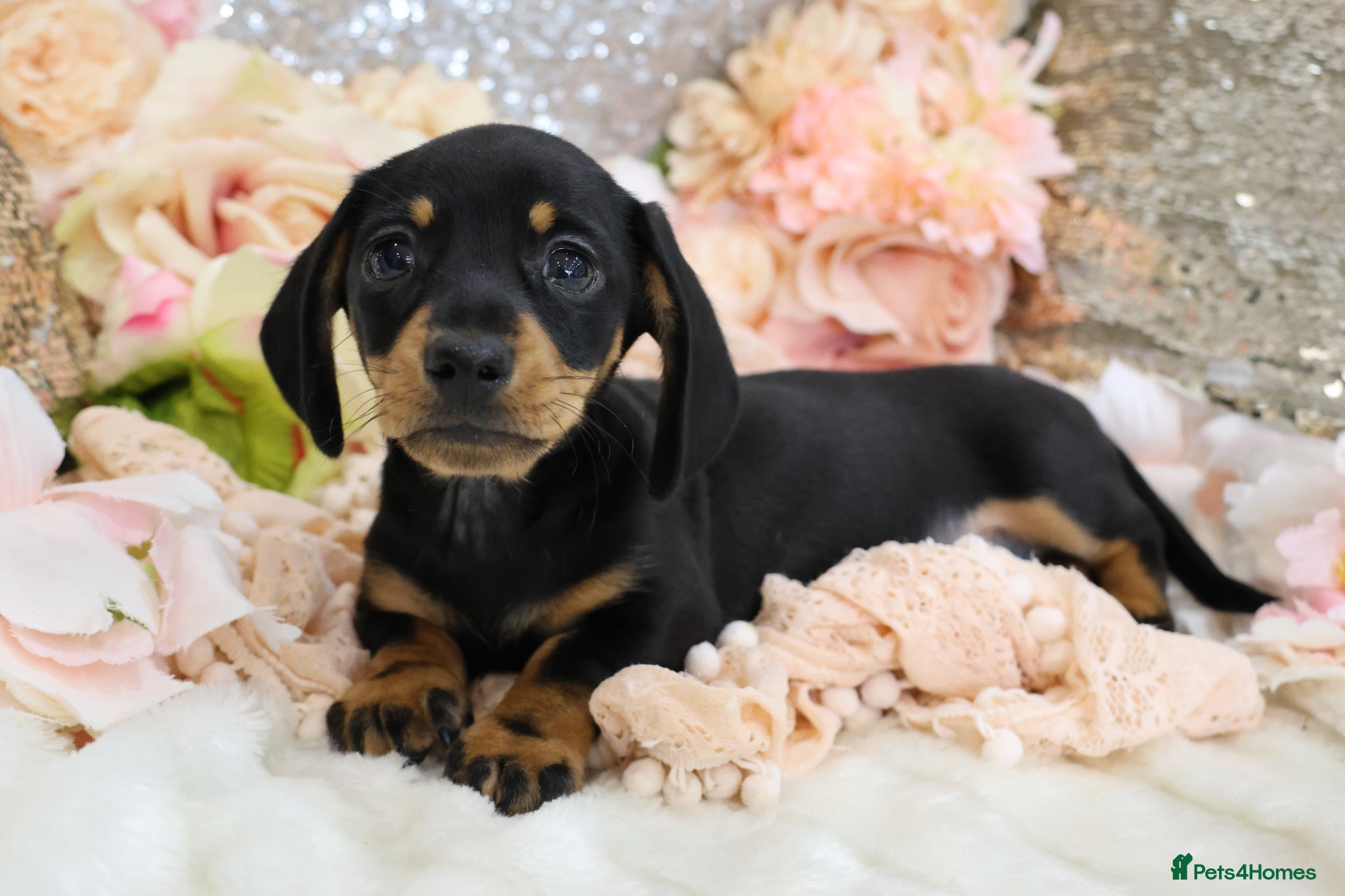 Miniature Dachshund dogs KC Miniature Dachshund Puppies - Advert 3