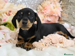 Miniature Dachshund dogs KC Miniature Dachshund Puppies - Advert 3