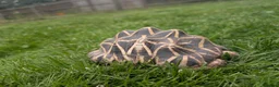 Tortoise reptiles for sale: 1x CB15 M and 1x CB19 F Indian Star Tortoise in Lincoln - Advert 5