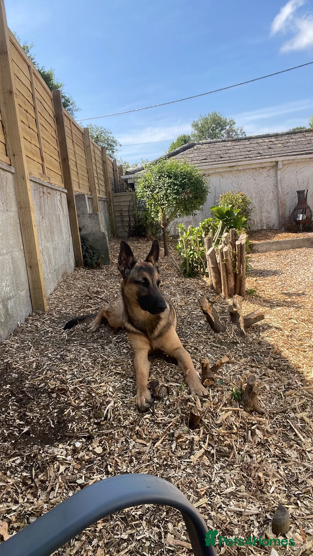 Mixed Breed dogs for sale: 🐾 Experienced home wanted! Belgian Malinois x GSD in Bodmin - Advert 6