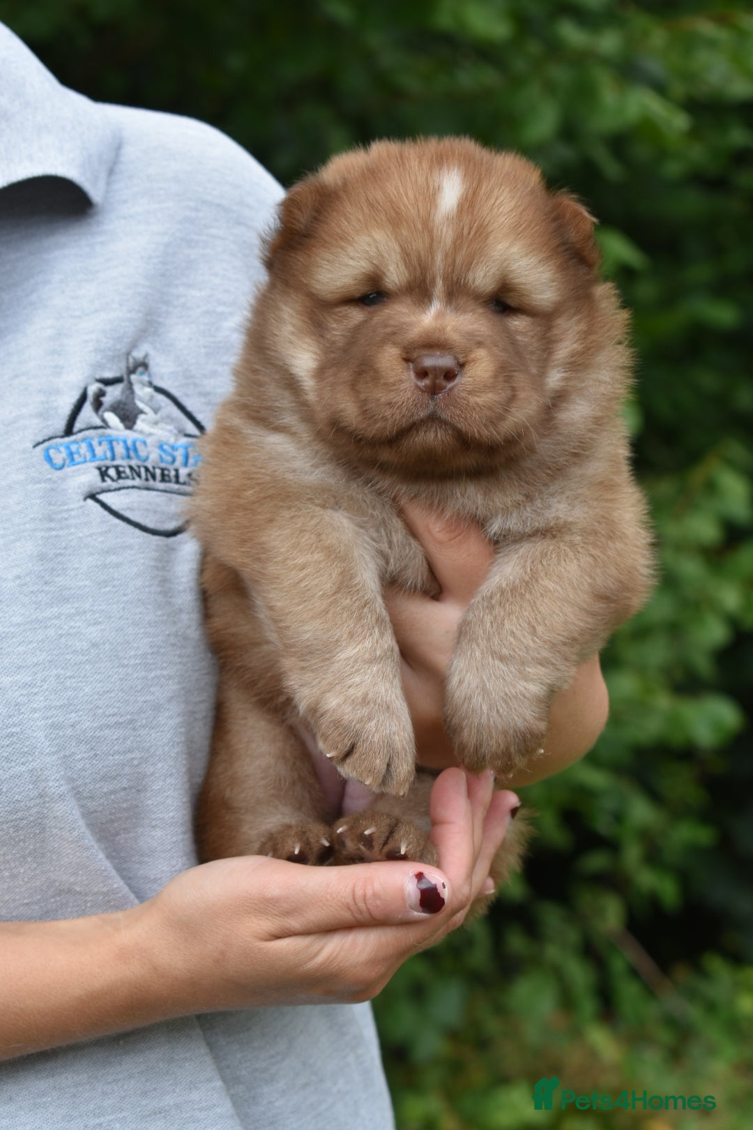 Chow Chow dogs for sale: Genuine Teddy Bear Chowski Puppies - Image 6