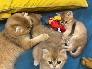 Scottish Fold cats Gold chinchilla baby’s available - Advert 18