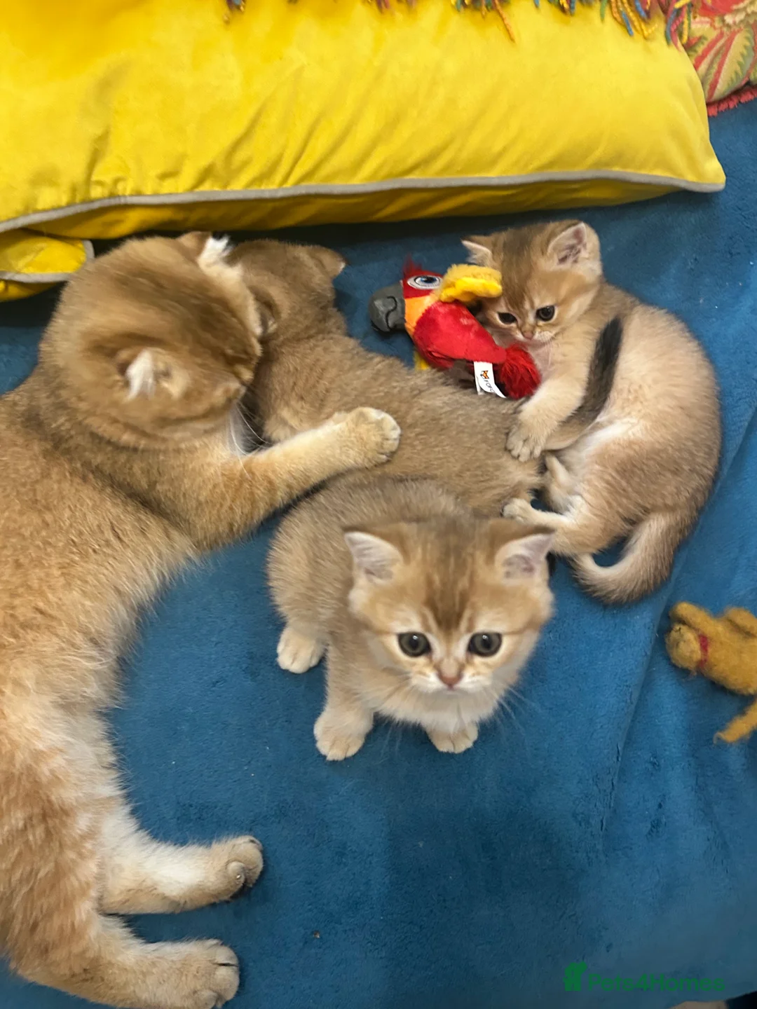 Scottish Fold cats for sale: Gold chinchilla baby’s available  - Advert 2