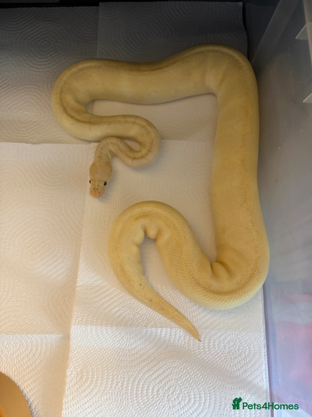 Python Snake reptiles for sale: Snake rack and 3 ball pythons - Advert 2