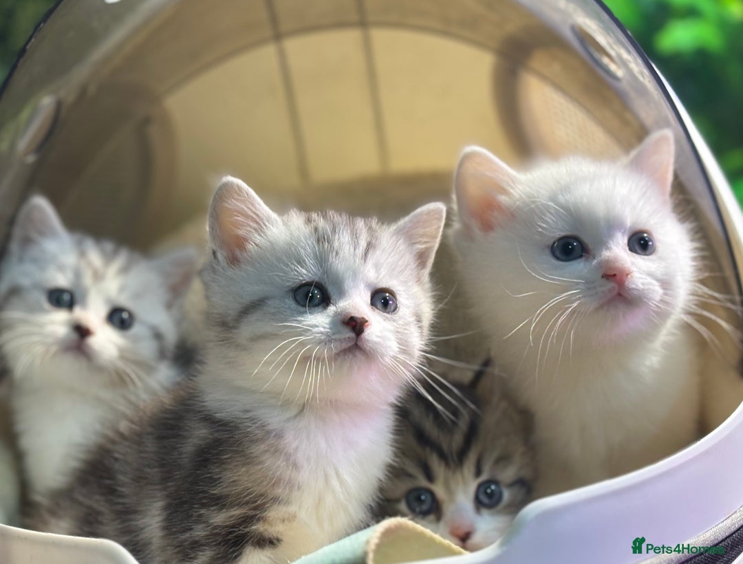 Munchkin cats for sale: Full Pedigree Munchkin Kittens  - Advert 33