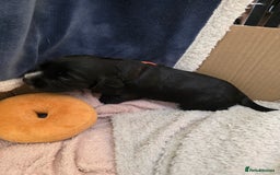 Cocker Spaniel dogs for sale: Working cocker Spaniel puppies KC registered  - Image 16