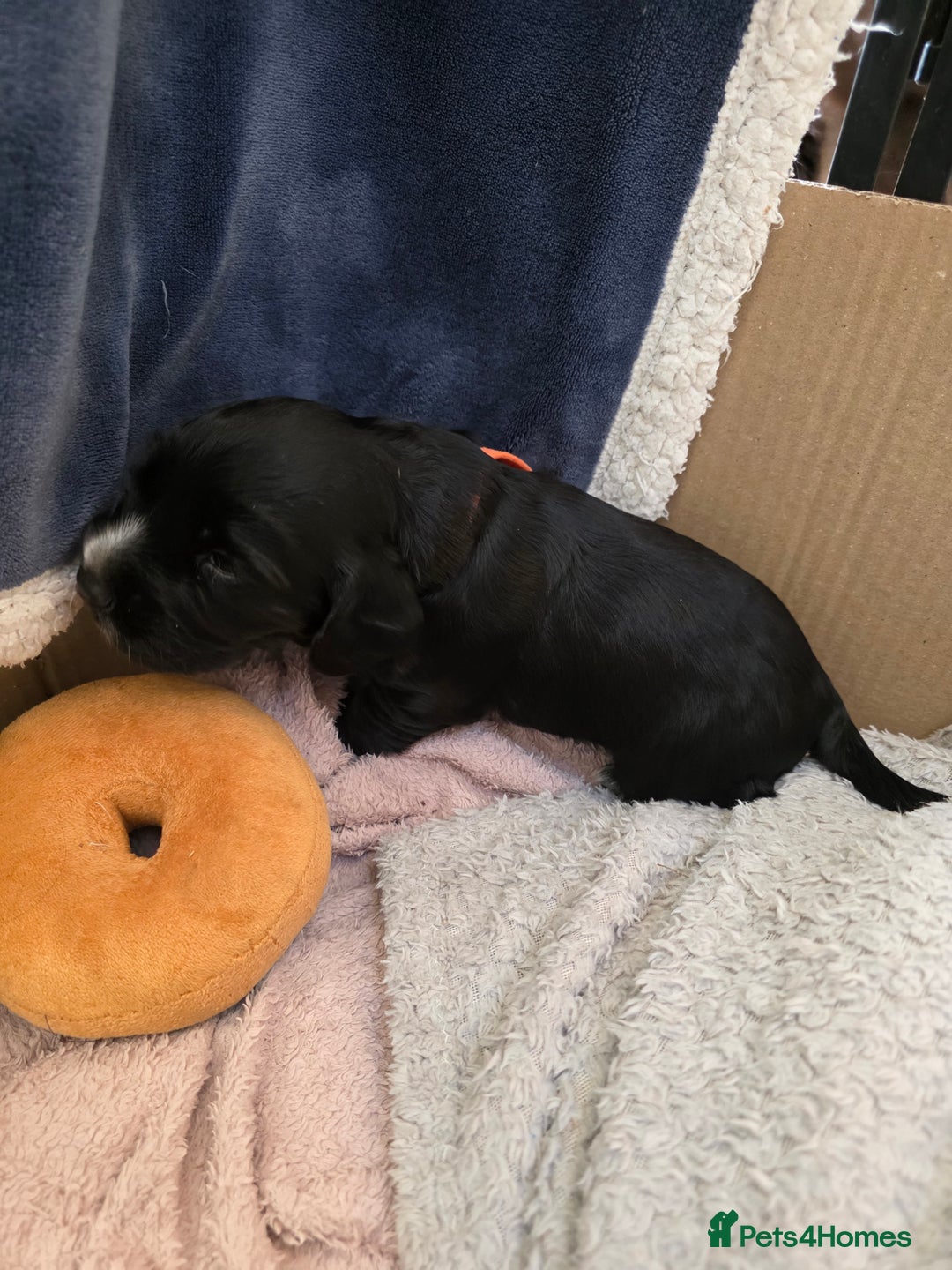 Cocker Spaniel dogs for sale: Working cocker Spaniel puppies KC registered  - Image 16