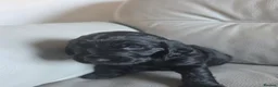Cocker Spaniel dogs for sale: Cocker spaniel pups - Advert 10
