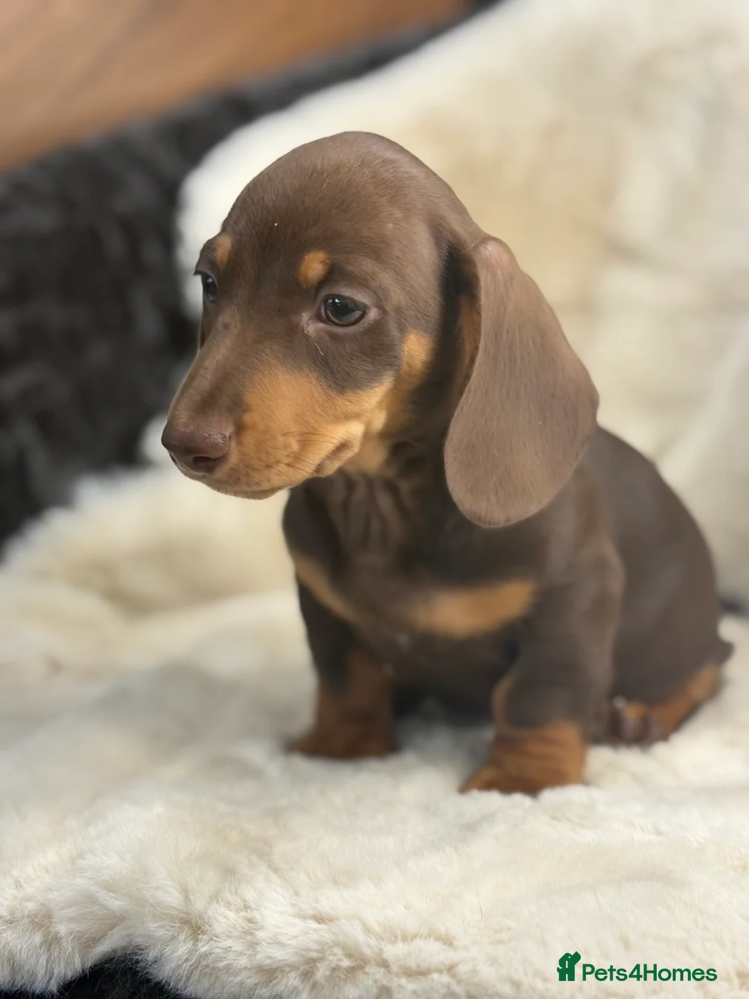 Miniature Dachshund dogs for sale: Top quality mini smooth dachshund pups  - Advert 7